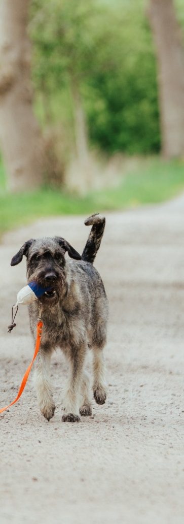 Therapiehündin Martha trägt einen Dummy und geht stolz an der Leine