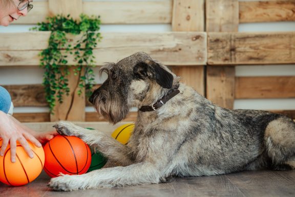 Martha hält einen Ball mit einer Pfote fest und blickt einen Mensch an außerhalb des Bildes an