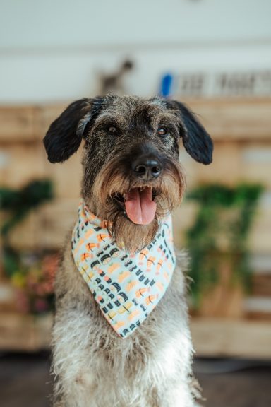 Therapiehündin Martha, eine Riesenschnauzer-Hündin trägt ihr Einsatztuch und schaut keck in die Kamera