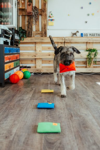 Therapiehündin Martha apportiert einen Filzumschlag mit Coaching- und Moderationsmaterial