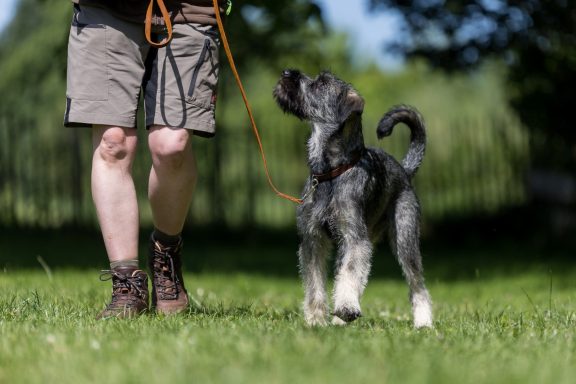 Das Bild zeigt Martha als Welpe. Fröhlich stapft sie an der Leine an Dorotheas Seite